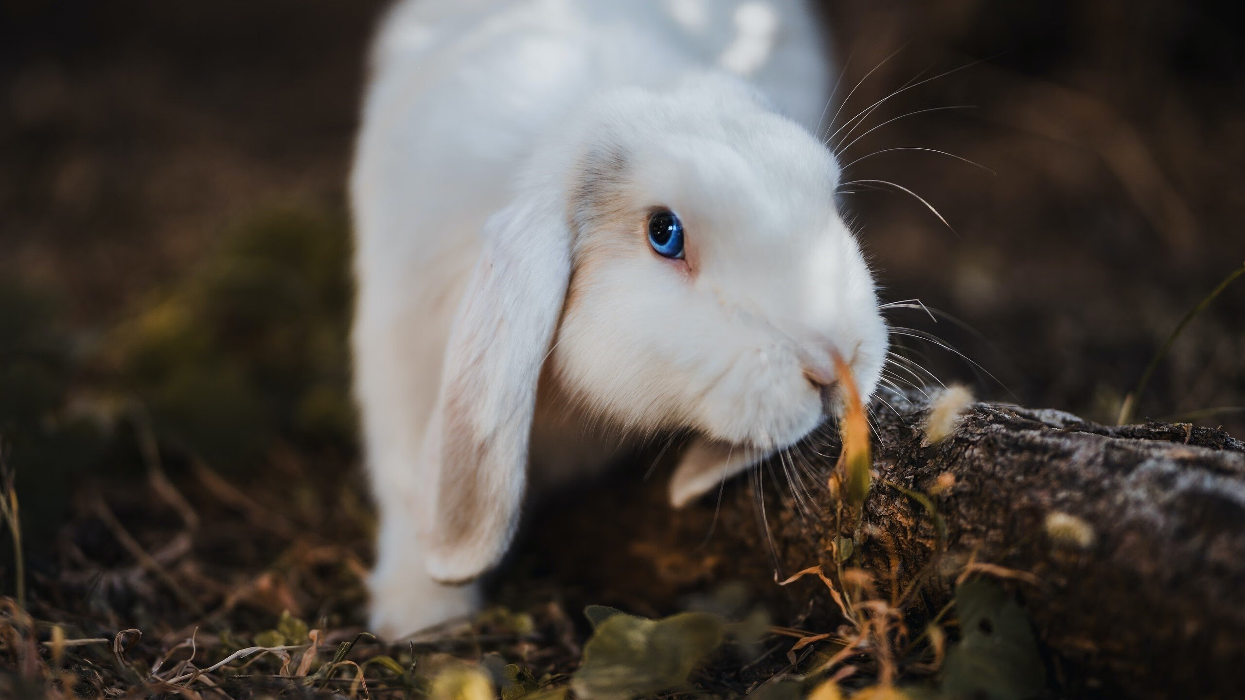 九游网游官网-城市足球场馆智能安检系统全面升级，保障赛事安全稳定运行，智能足球场设备采购