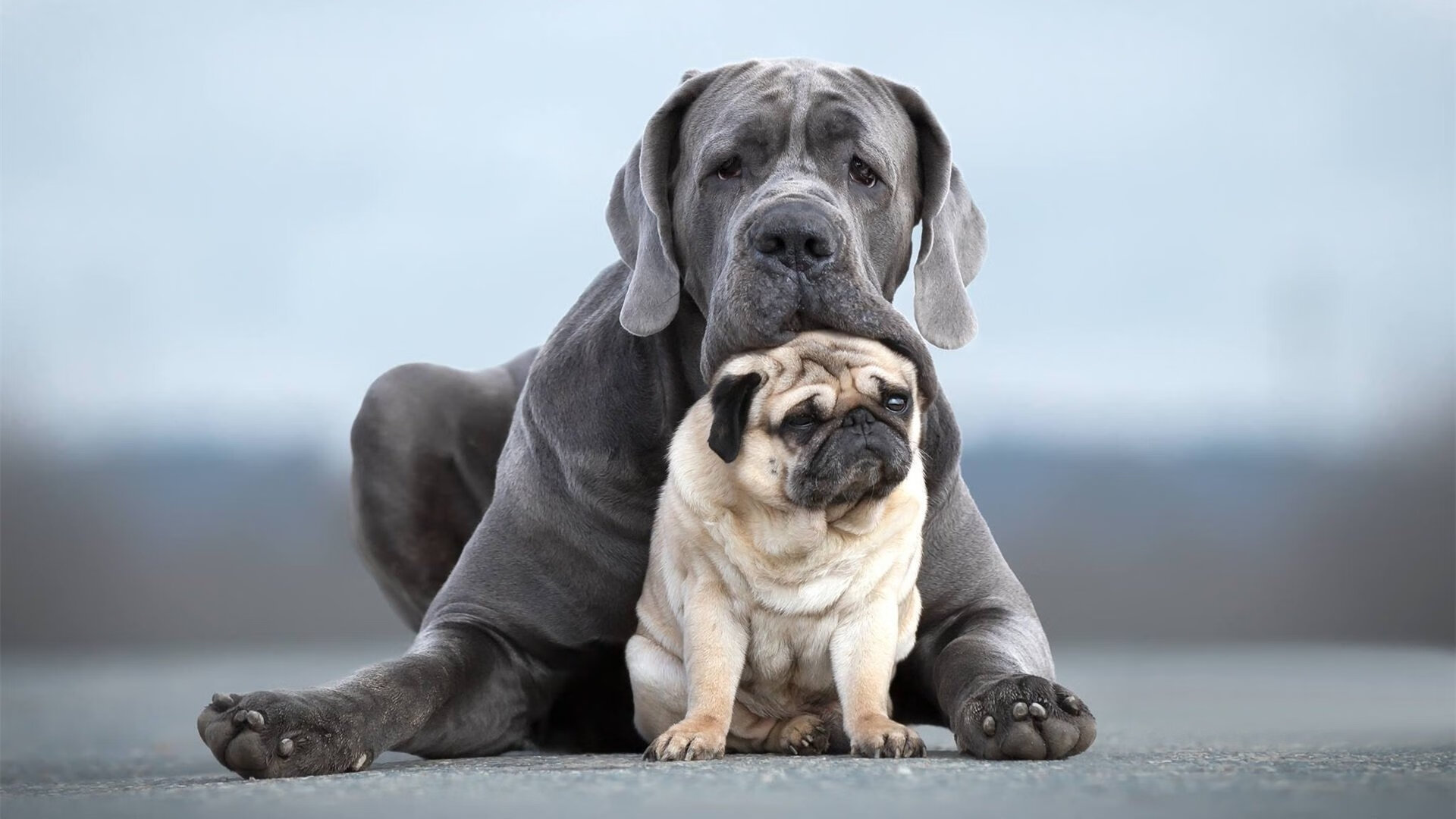 JiuyouAPP下载-德国女子78公斤级柔道选手在比赛中获得第十一名，德国柔道选手硬核热身