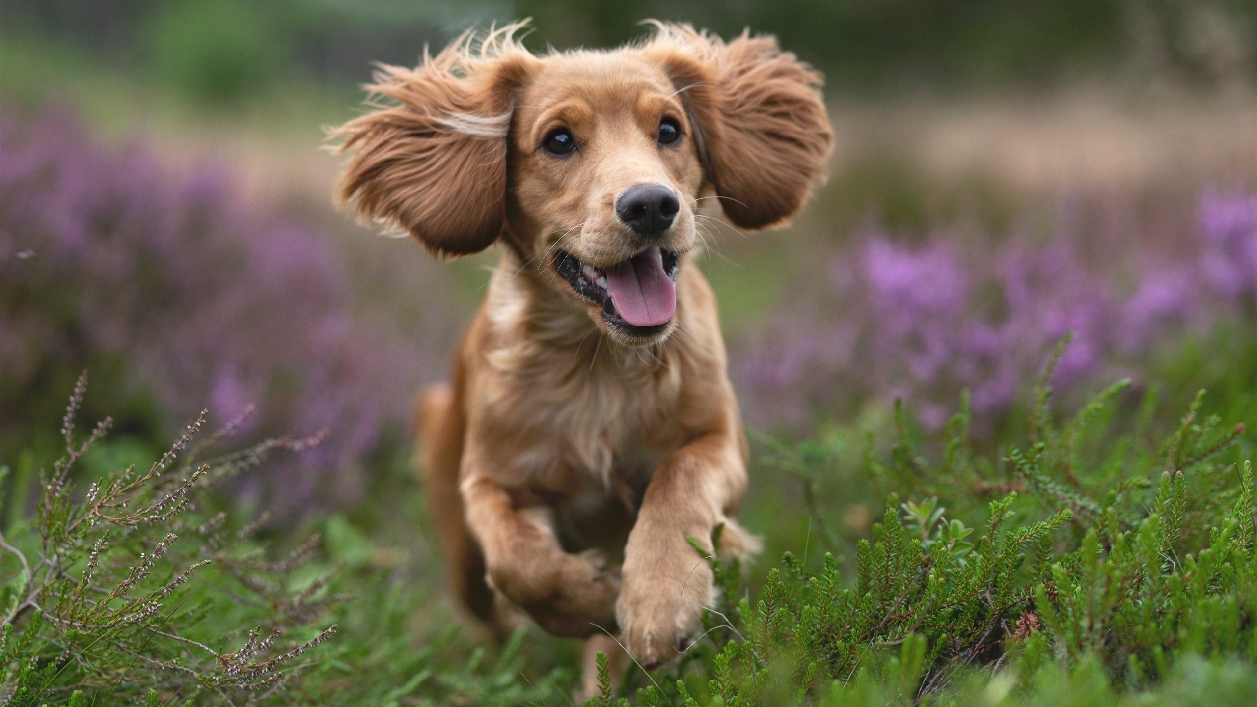 库里:一次次“远距离投篮”重塑篮球战术!,库里投球最远在哪里