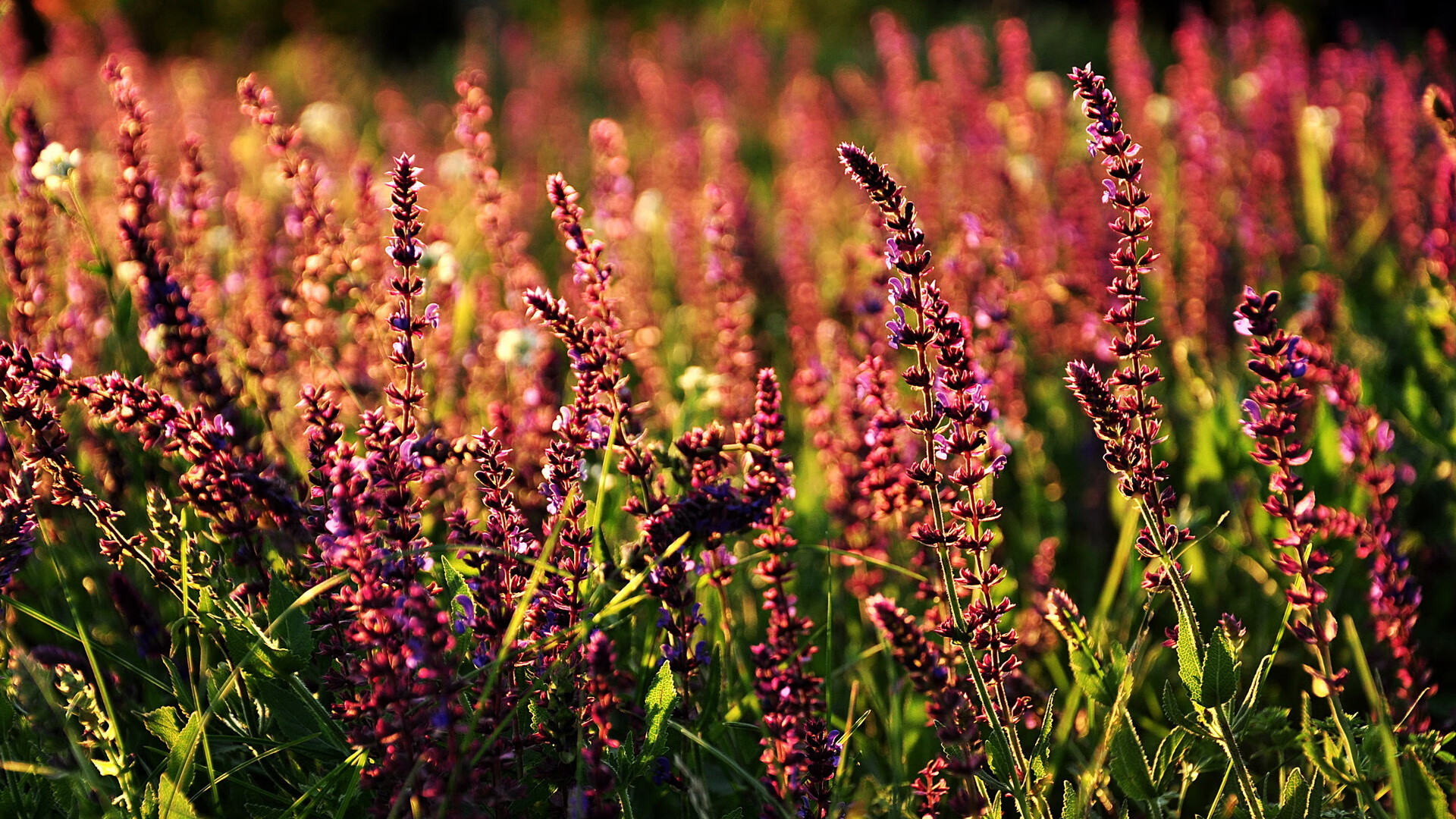 库里连续史诗级“火球”投篮,打破三分纪录,领跑联盟!,库里投球的视频