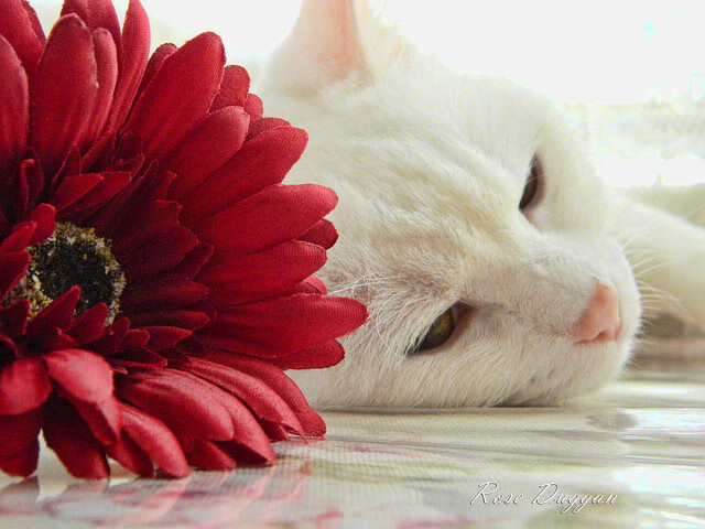 神秘嘉宾空降现场,与你零距离互动!,神秘嘉宾来袭