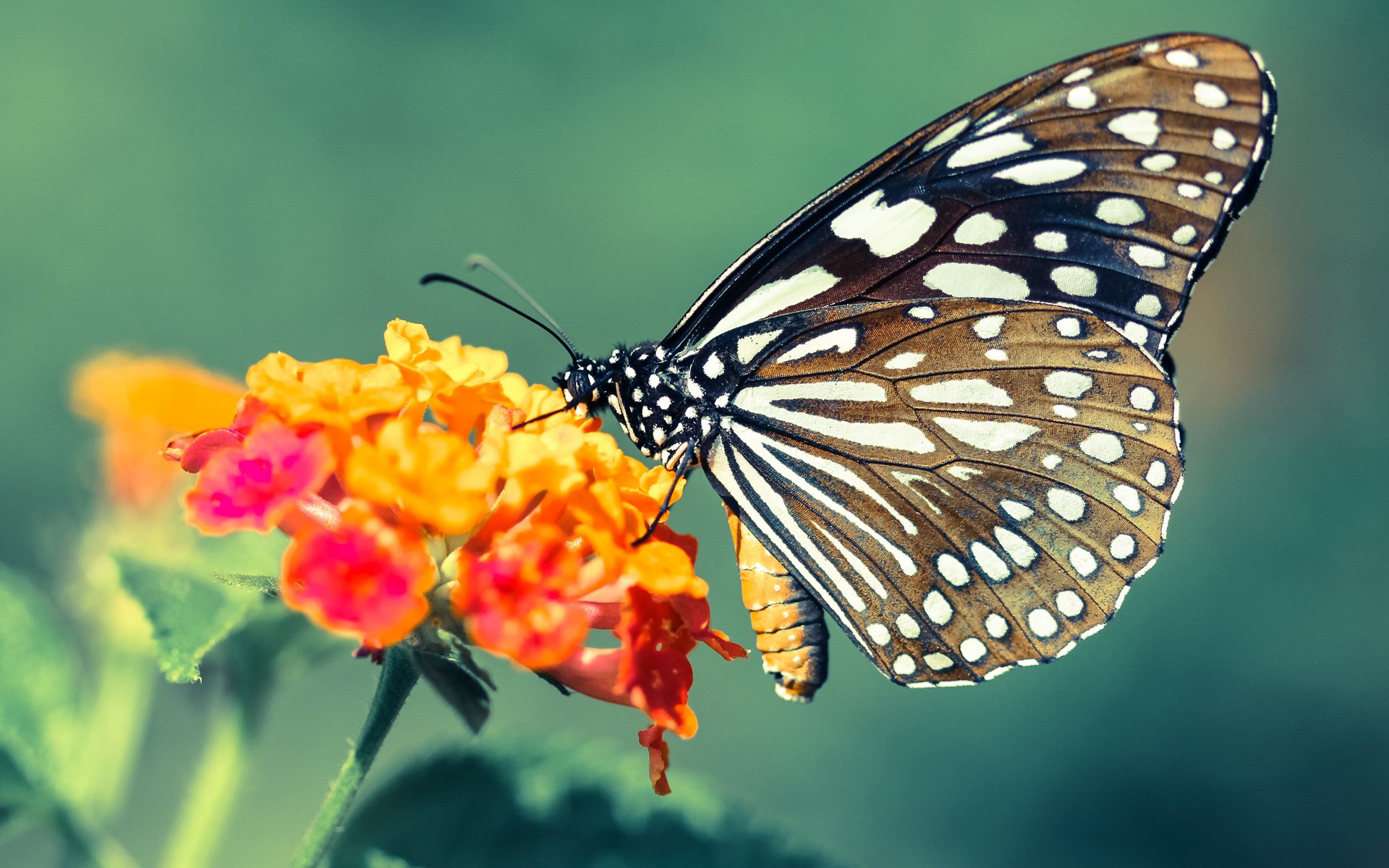 西甲焦点战:皇马客场挑战巴萨,战况激烈,悬念终未揭晓,1314赛季西甲第29轮皇马对巴萨