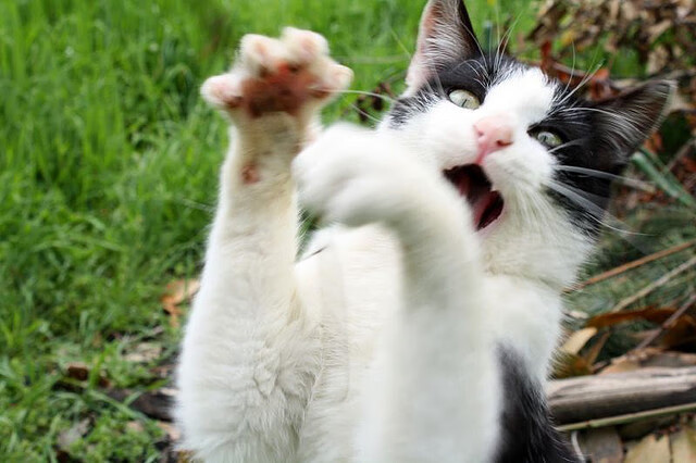 九游(jiuyou)官方网站-CBA豪门球队备战新赛季，冠军呼声渐起，cba豪车