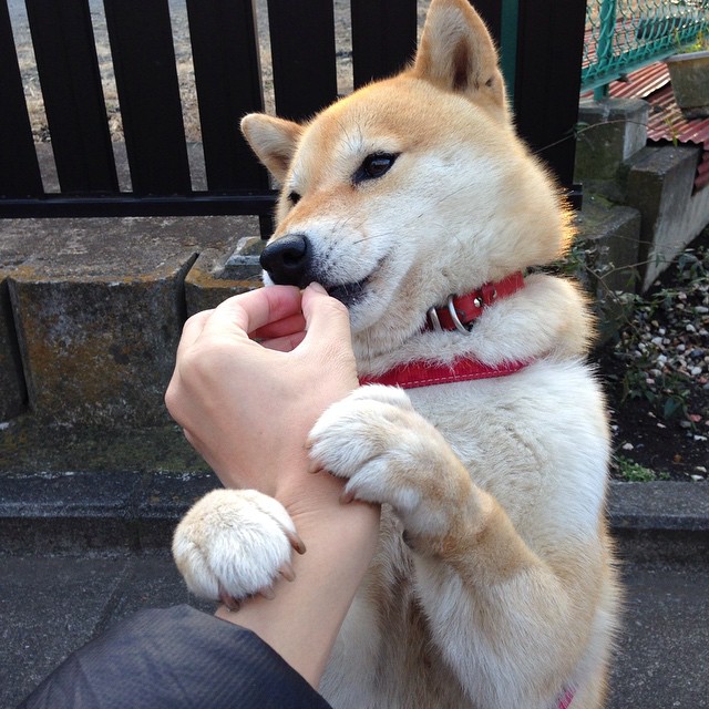 中国队在巴黎奥运会比赛中展现出强大的远射能力,里约奥运会中国打巴西