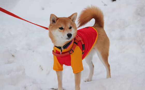 九游下载中心-切尔西女足主场3-0完胜曼城女足，切尔西女足vs巴塞罗那女足直播