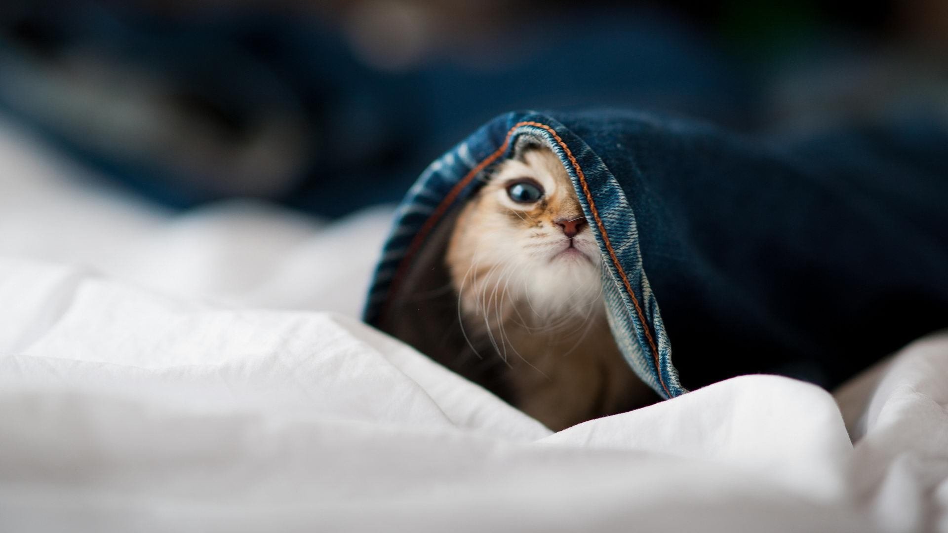 九游游戏中心-南锡客场战平斯特拉斯堡，艰难保持不败，蜜蜂什么时候分家