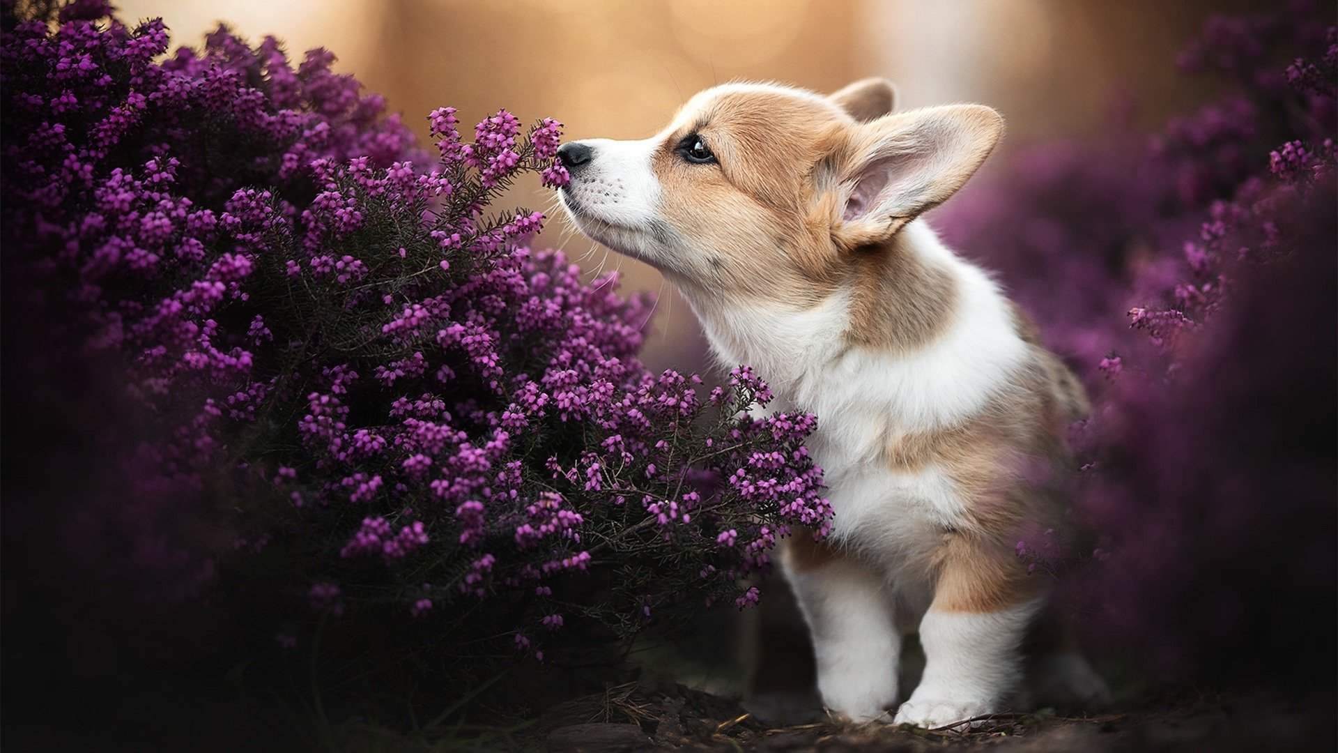 沃尔夫斯堡战平比赛,取得积分平稳增长,沃尔夫斯堡最新阵容