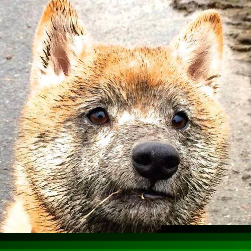 球队能否通过长期规划实现可持续竞争