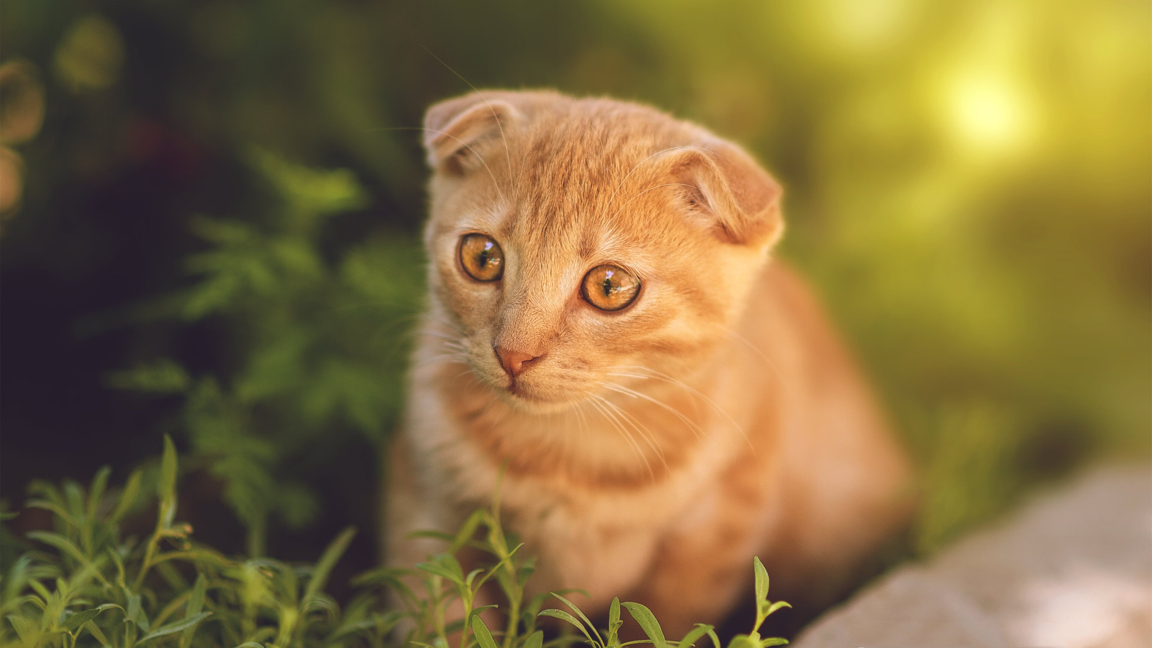 马竞主场2-0战胜赫塔费,继续领跑西甲积分榜,马竞西甲冠军预测