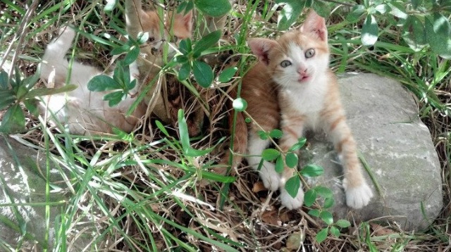 世界足球赛事的多彩幕后:球迷、志愿者的故事,足球志愿者招募