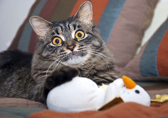 中国篮球运动员职业规划与发展研究，我国篮球职业化的过程