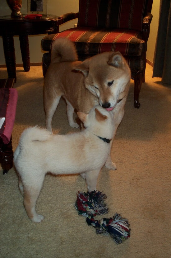 意甲球队通过数据可视化提升球员战术理解速度,意甲跑动数据