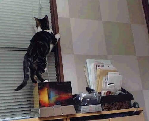 运动表现提升技术在竞技项目中的应用对比分析,运动技能表征方式