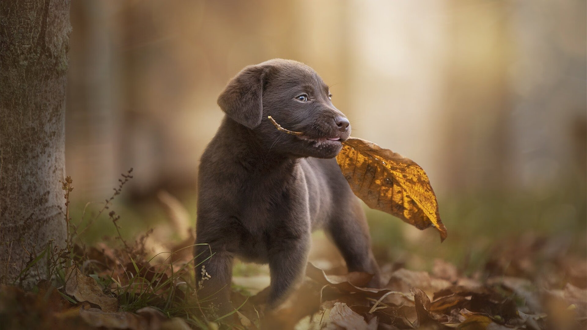 中国女篮热身赛迎来开门红 阵容调配顺利,2021年中国女篮热身赛