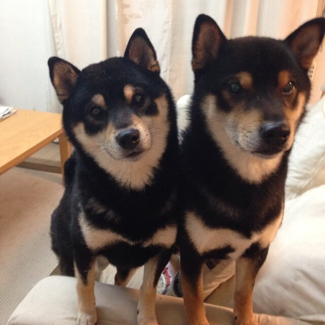 五大联赛核心球员伤病对球队心理层面的影响,足球球员伤病