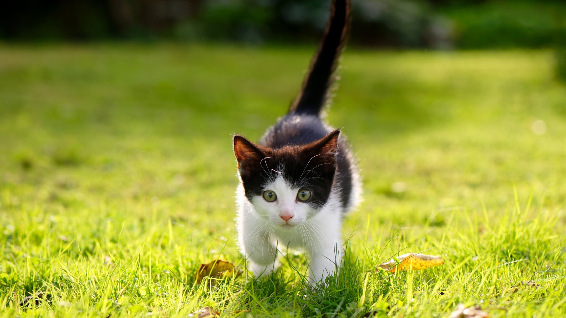 九游app官网下载-国家男篮精英计划持续推进储备人才资源，中国篮球精英计划