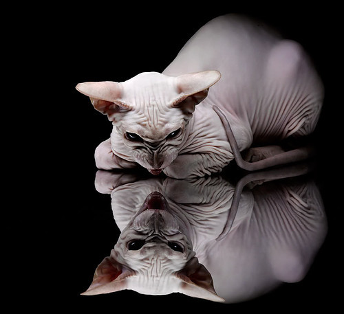 法甲新星崭露:未来领军人物!,法甲新logo