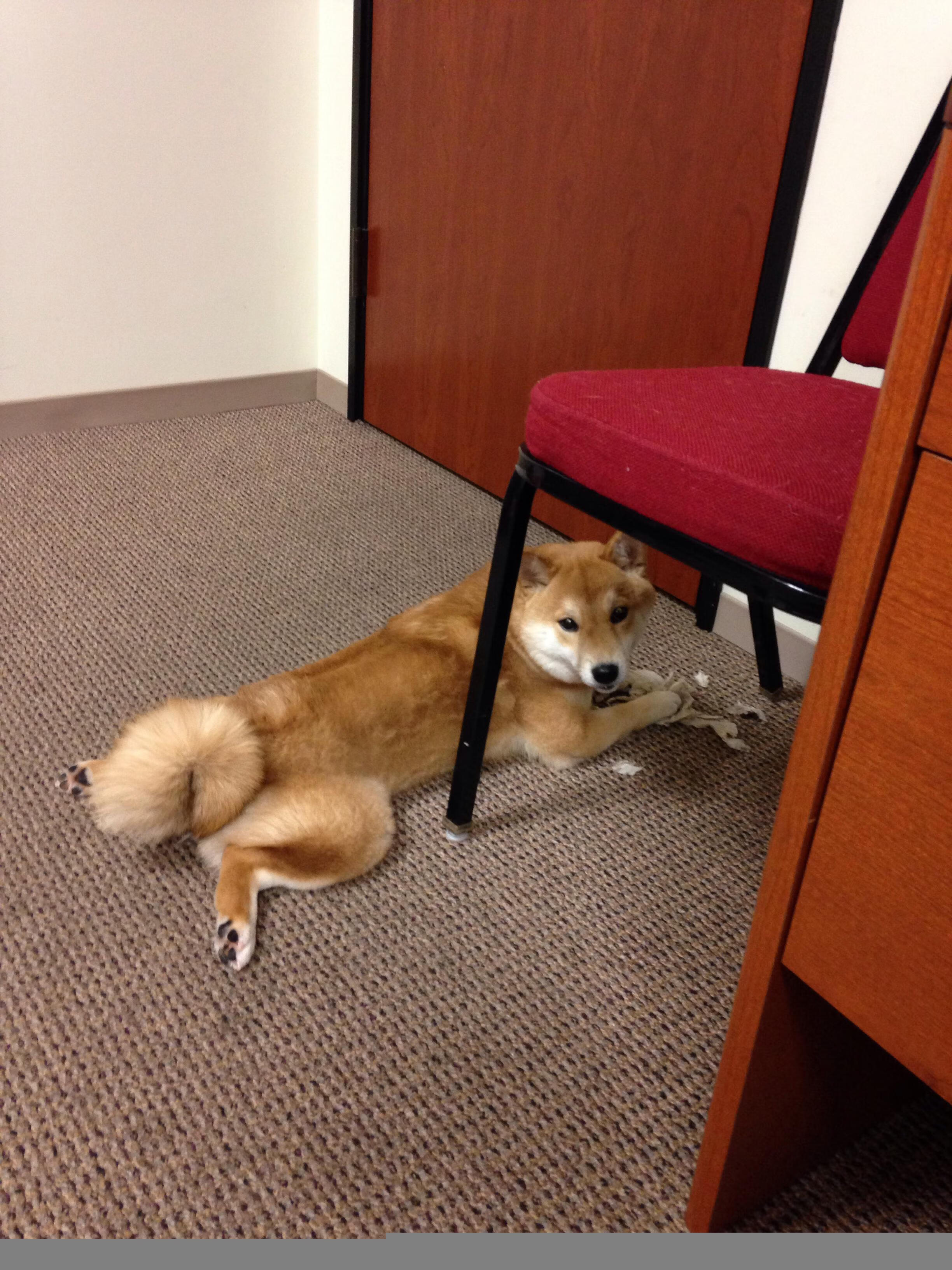 混合泳比赛韩国表现均衡出色，混合泳比赛视频